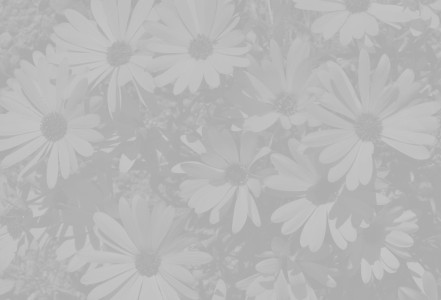 Flower background